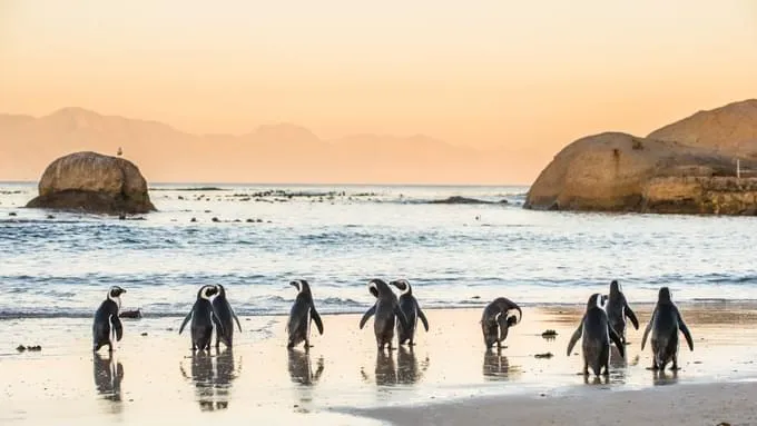 South Africa2